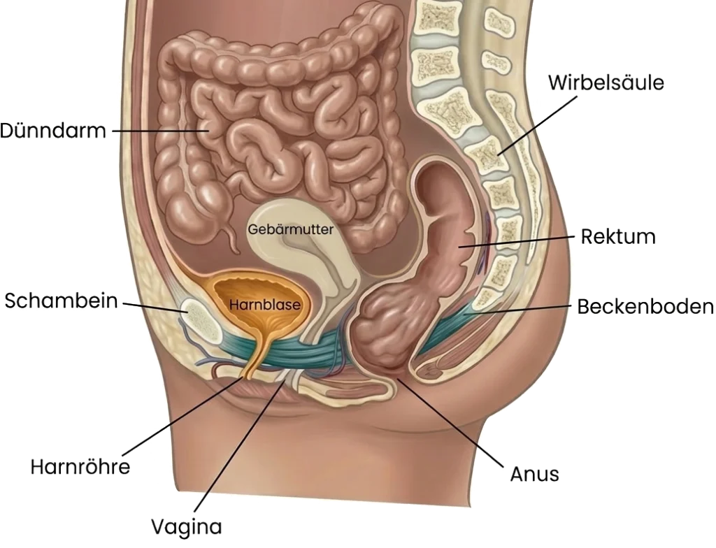 Skizze einer Dünndarmsenkung